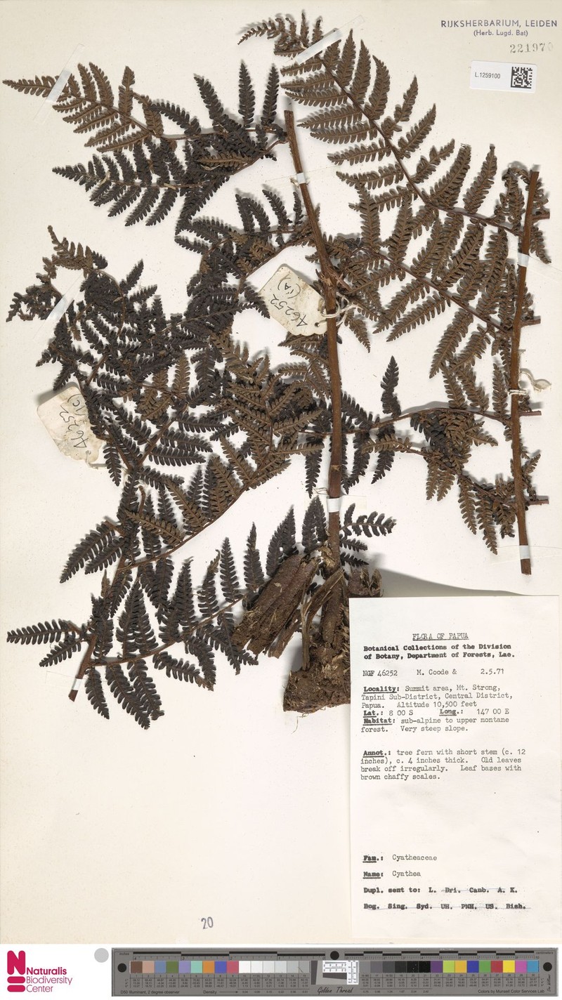 Alsophila coactilis photo 2
