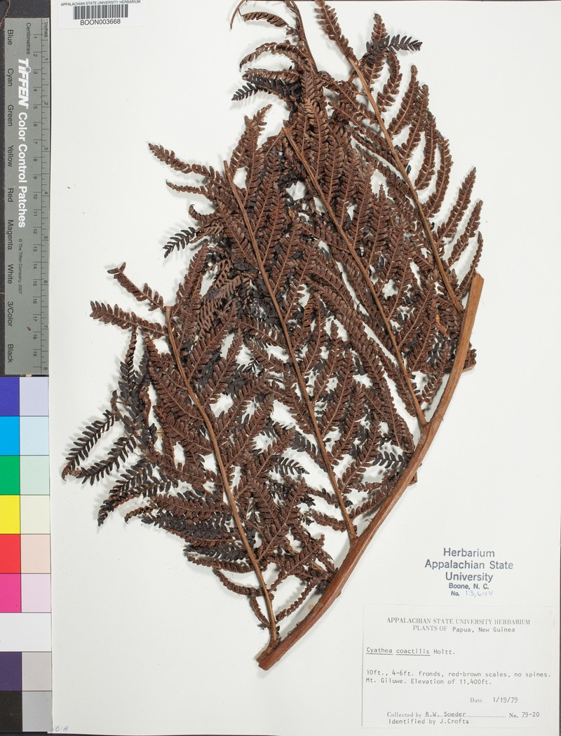 Alsophila coactilis