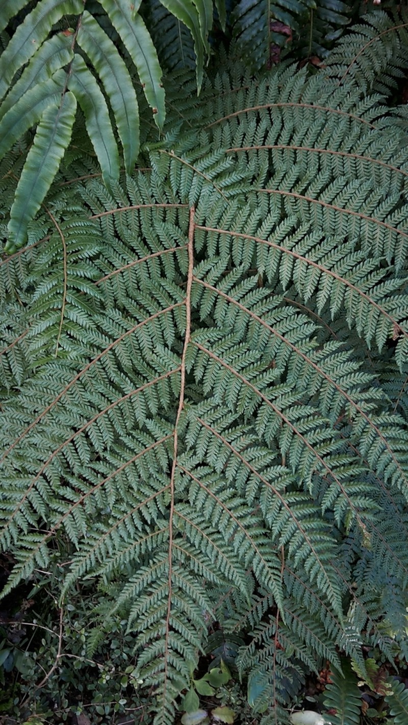 Alsophila colensoi