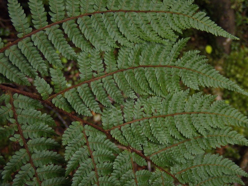 Alsophila colensoi photo 3
