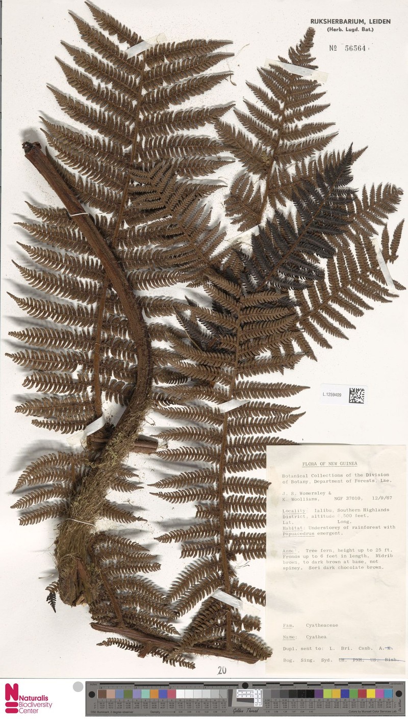 Alsophila costalisora photo 4