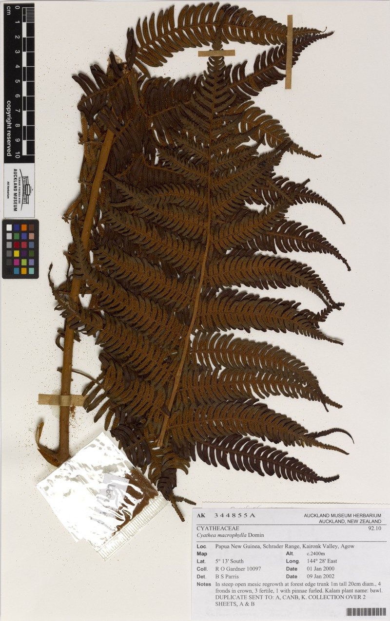 Alsophila crassicaula