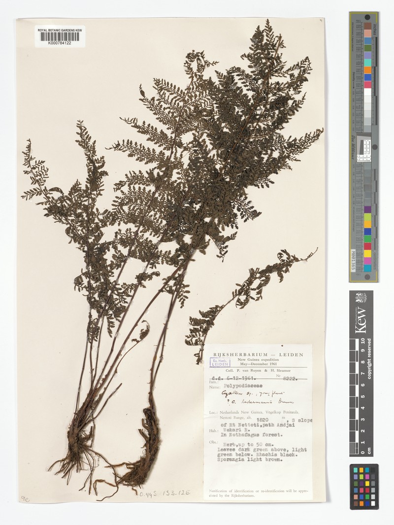 Alsophila crassicaula photo 4