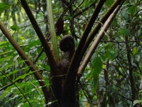 Alsophila crenulata