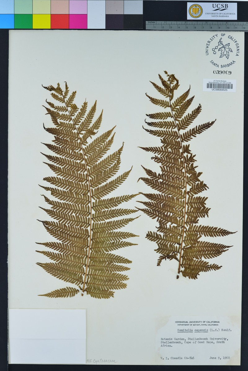 Alsophila crenulata photo 5