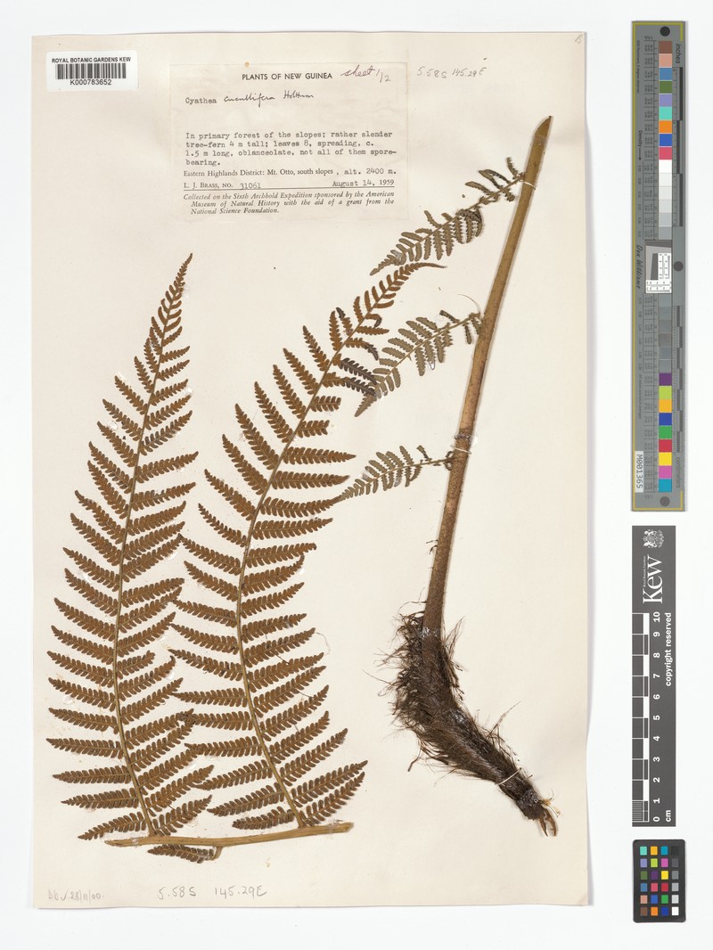 Alsophila cucullifera