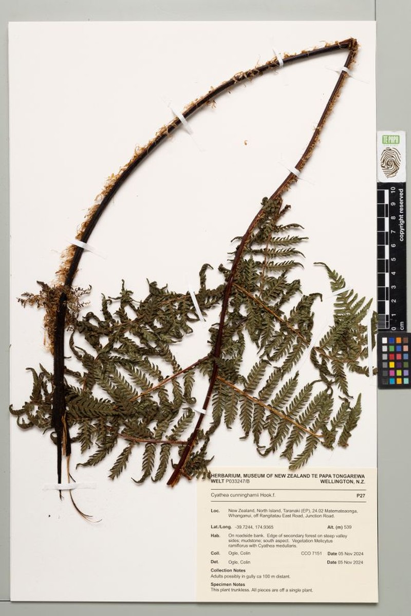 Alsophila cunninghamii photo 2