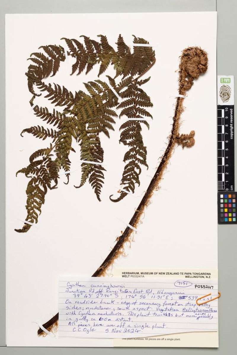 Alsophila cunninghamii photo 4