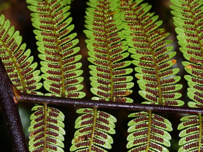 Alsophila cuspidata