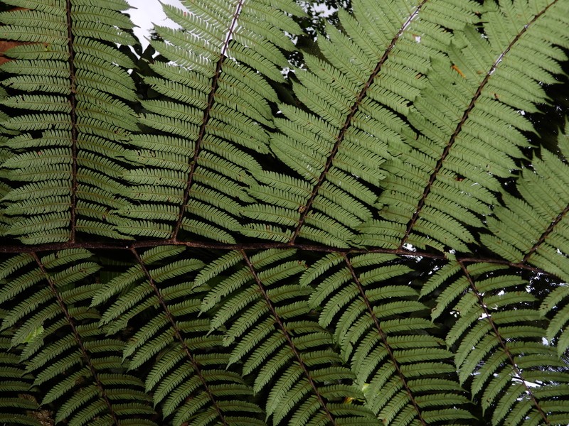 Alsophila cuspidata photo 3