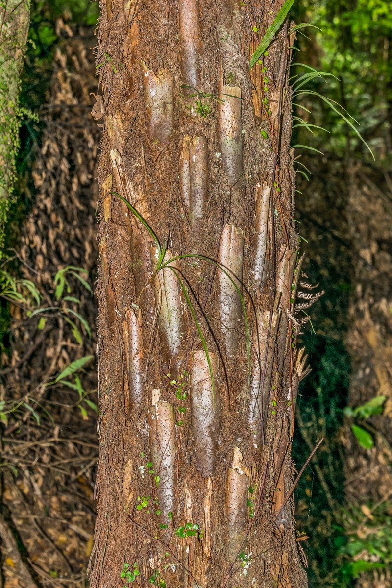 Alsophila dealbata photo 2