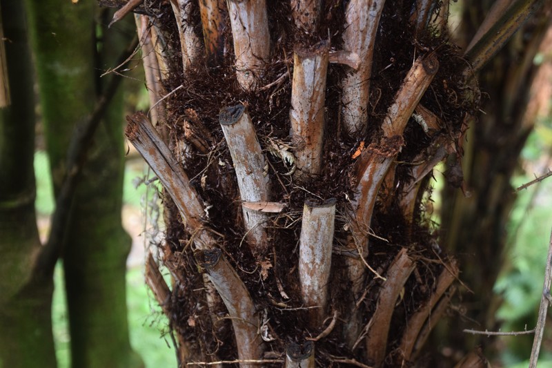 Alsophila dealbata photo 3