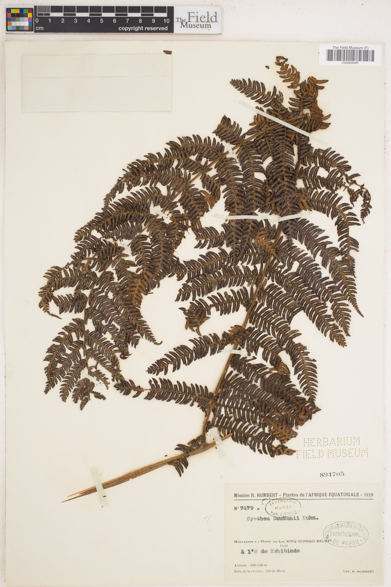 Alsophila deckenii photo 3