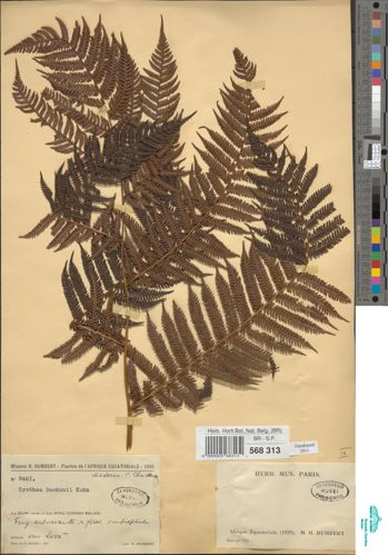 Alsophila deckenii
