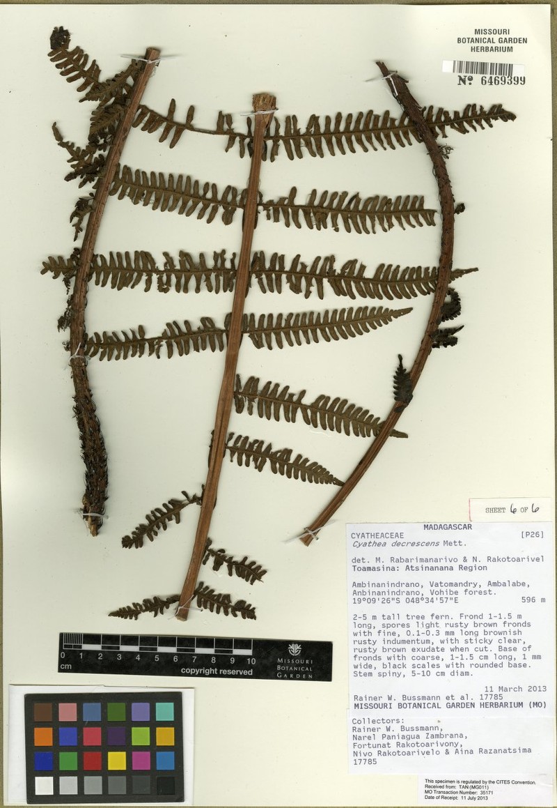 Alsophila decrescens photo 8