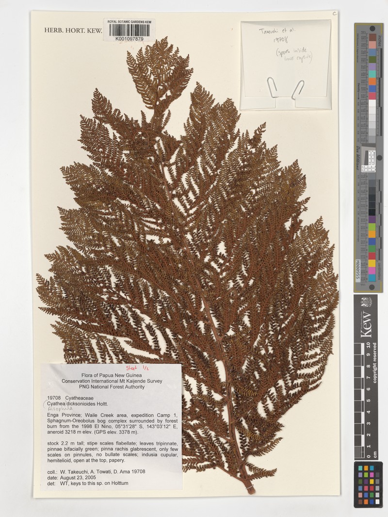 Alsophila dicksonioides photo 2