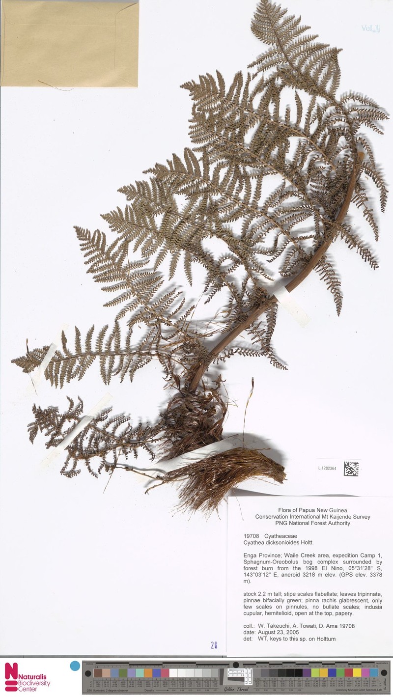 Alsophila dicksonioides photo 3