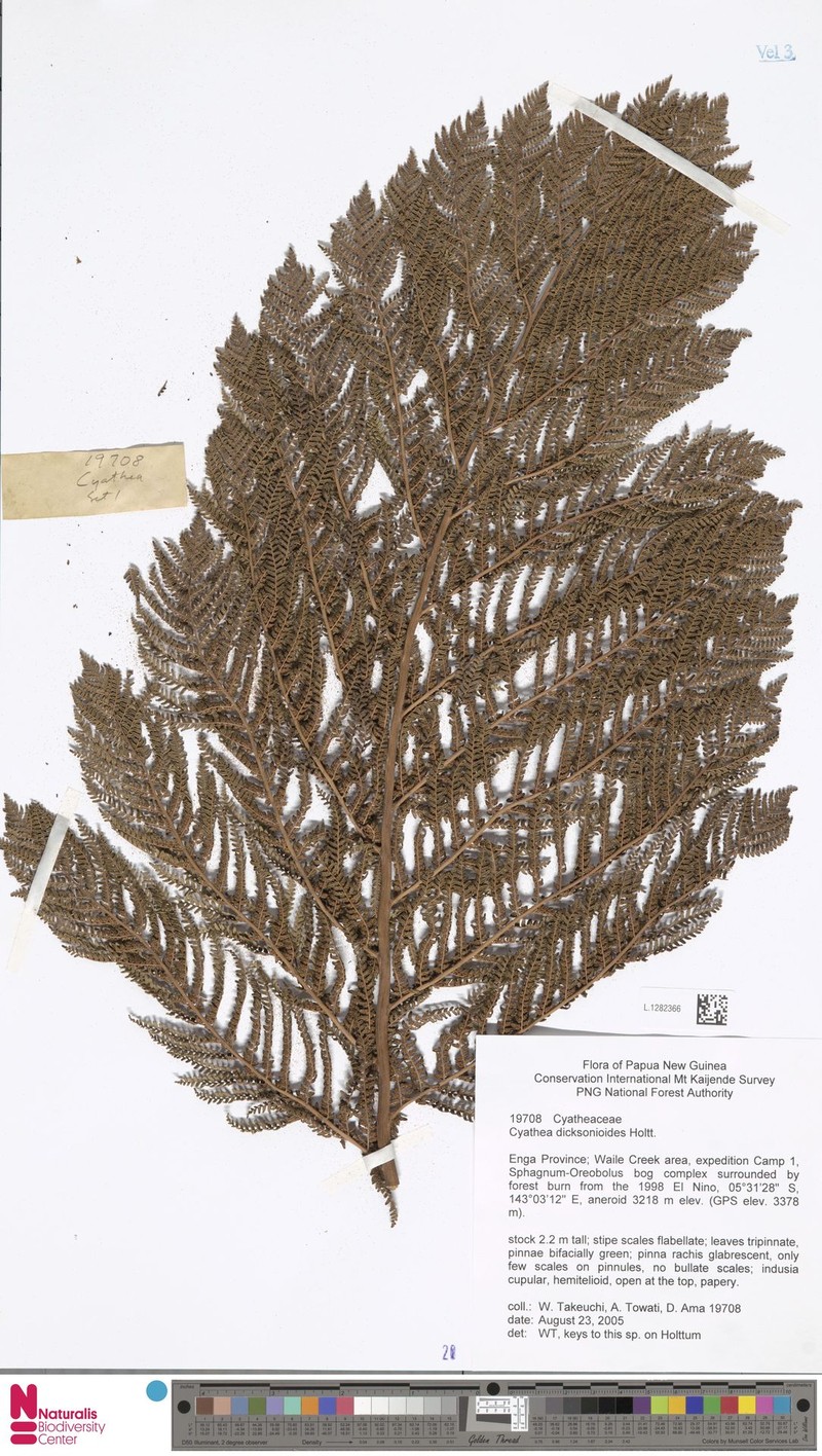 Alsophila dicksonioides photo 4