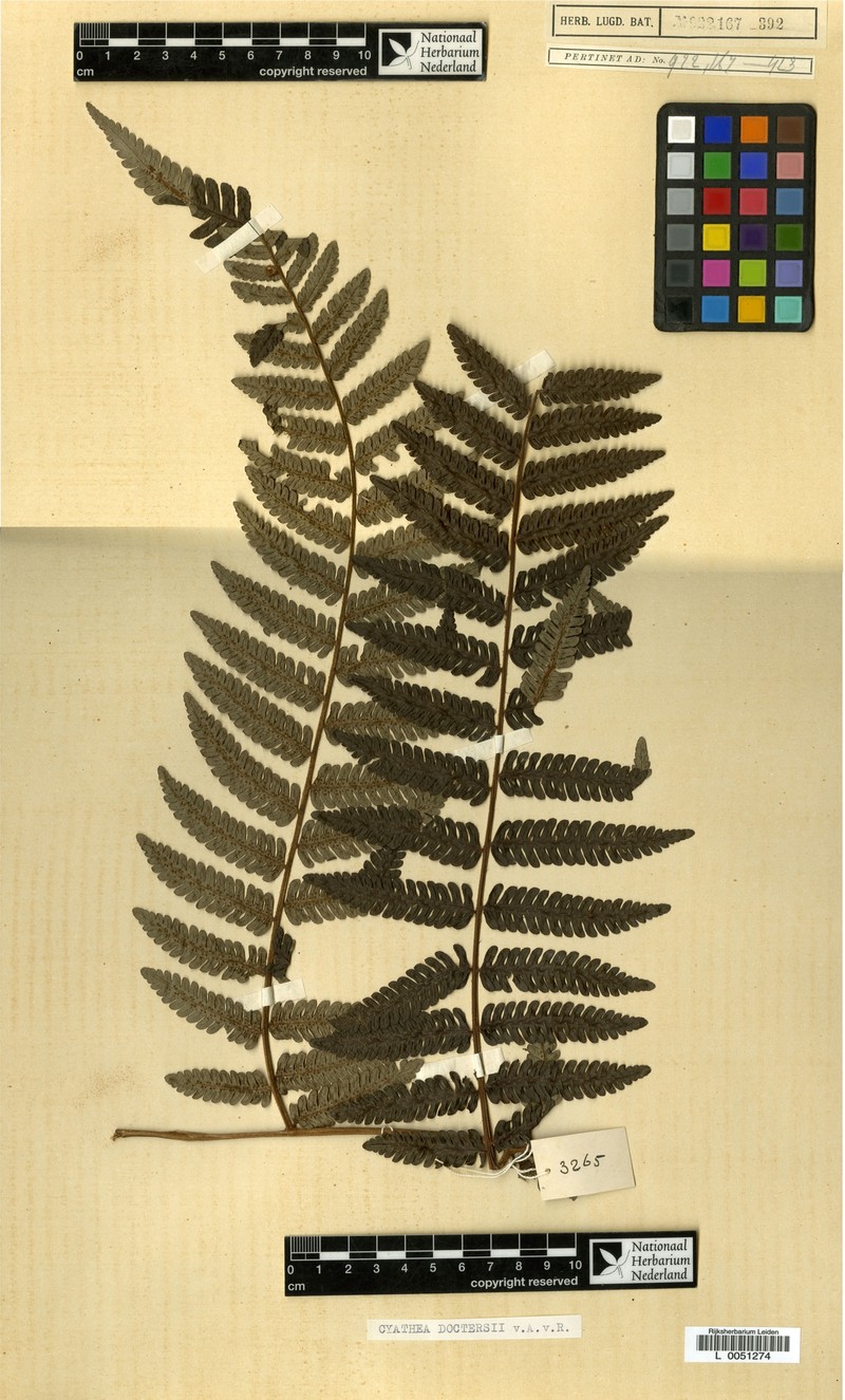 Alsophila doctersii