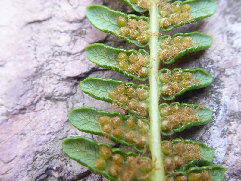 Alsophila dregei photo 3