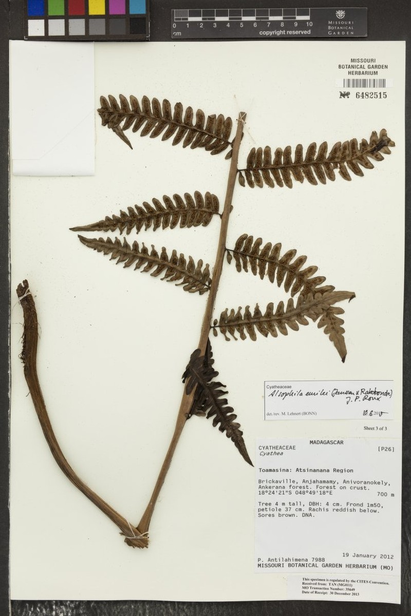 Alsophila emilei