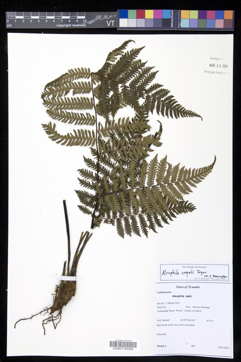 Alsophila engelii photo 2