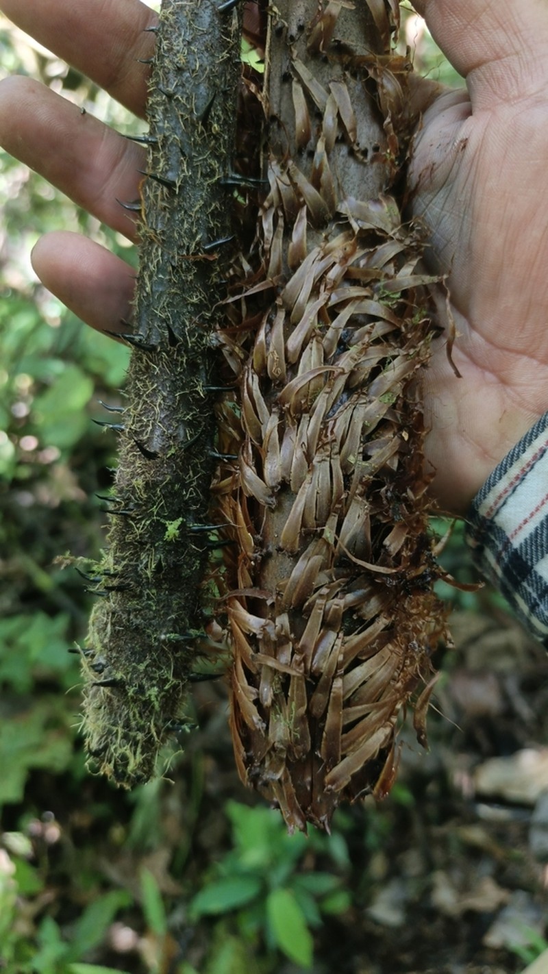 Alsophila erinacea photo 2