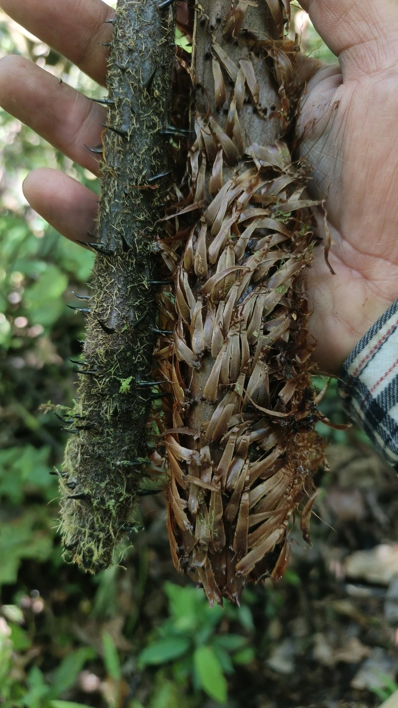 Alsophila erinacea photo 3