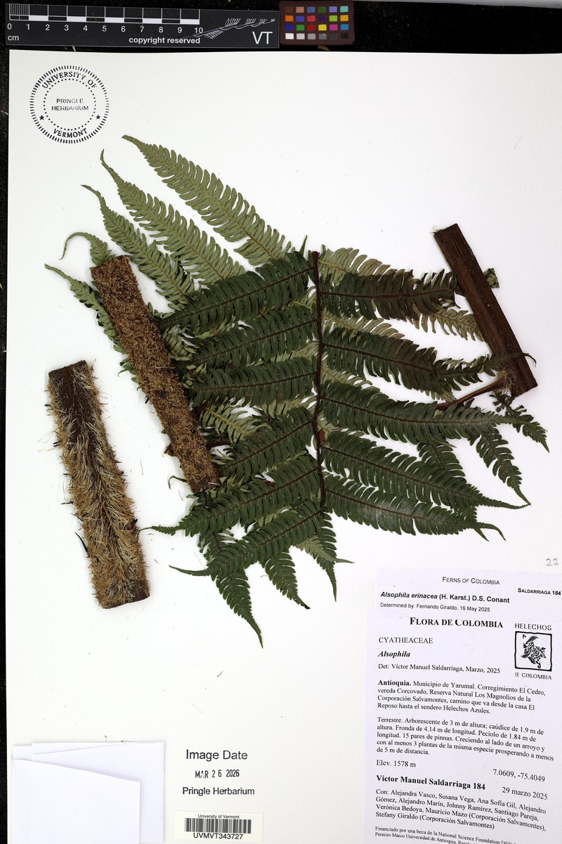 Alsophila erinacea photo 4