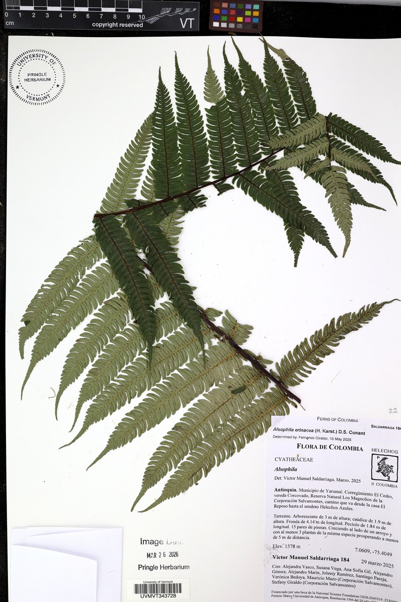 Alsophila erinacea photo 6