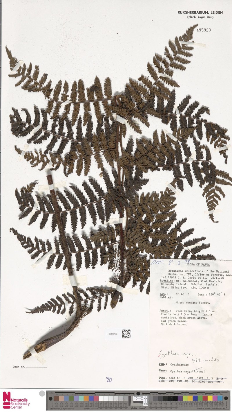 Alsophila eriophora