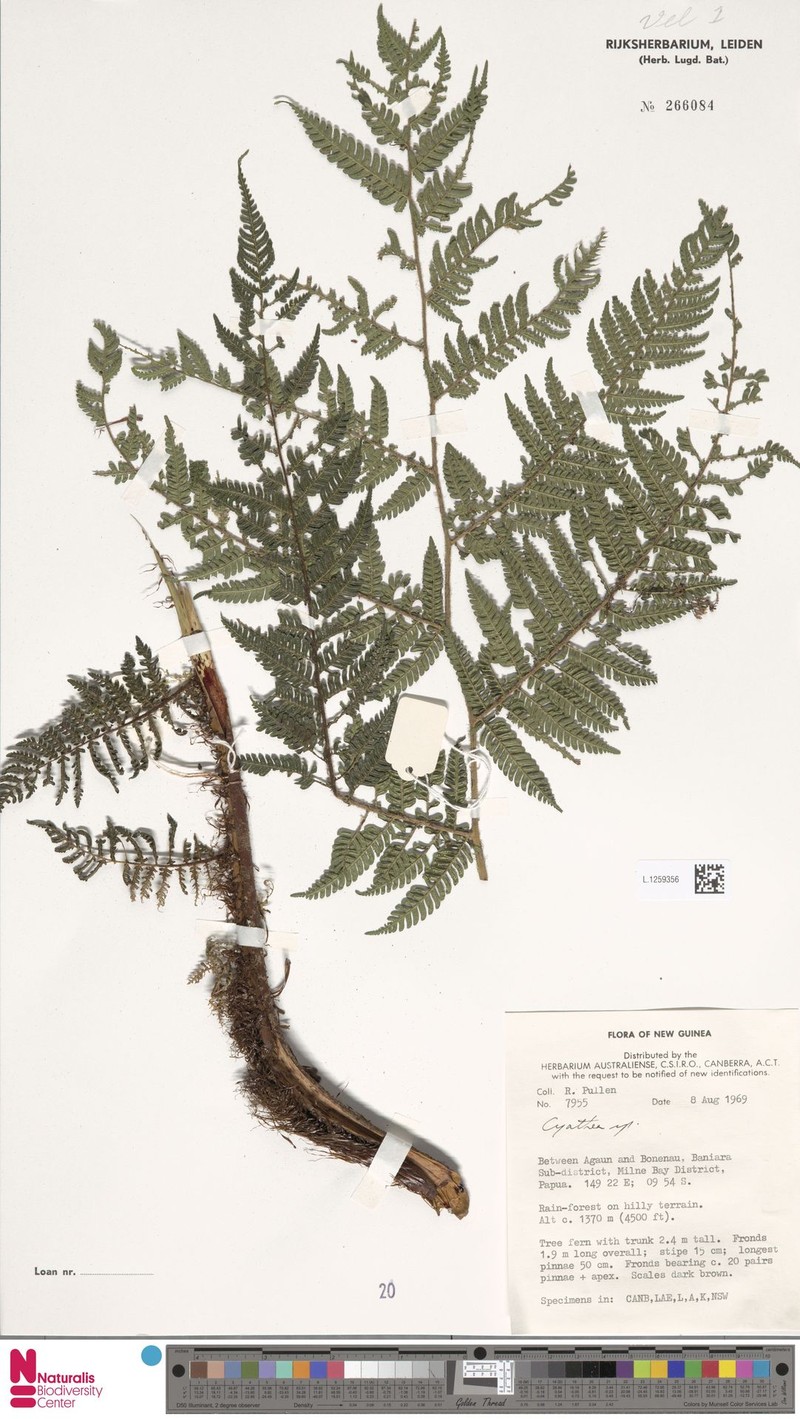 Alsophila eriophora photo 4