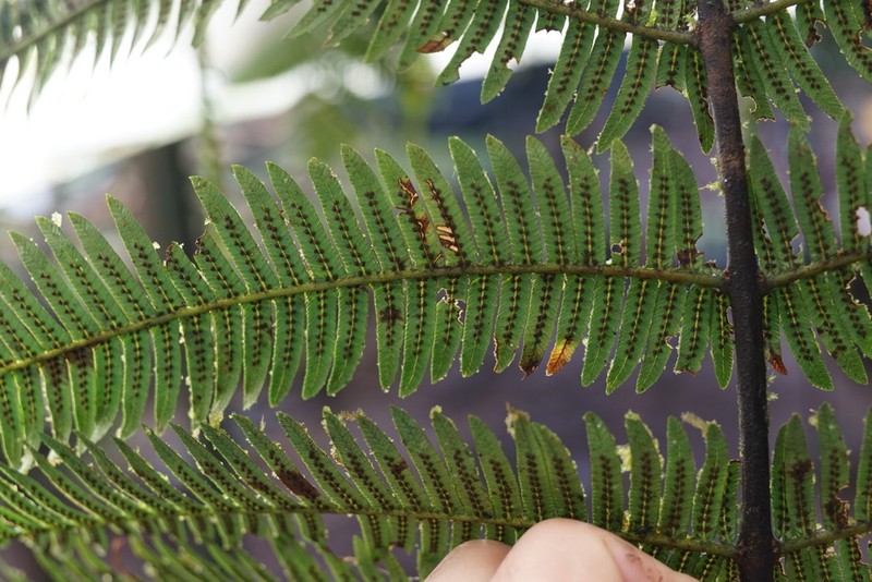 Alsophila esmeraldensis photo 4