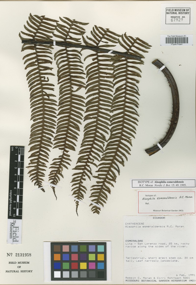 Alsophila esmeraldensis photo 6