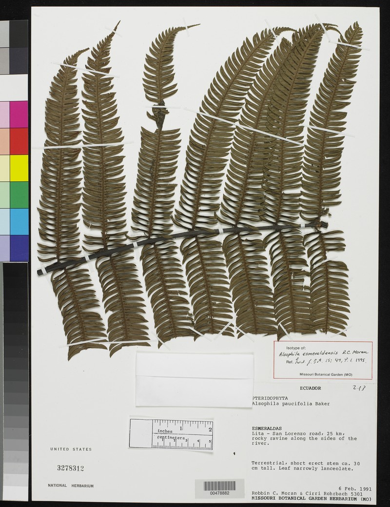 Alsophila esmeraldensis