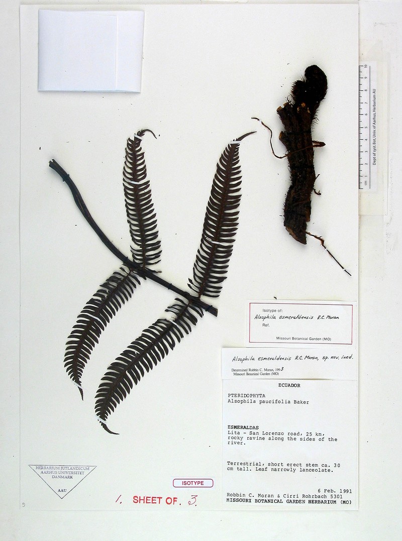 Alsophila esmeraldensis
