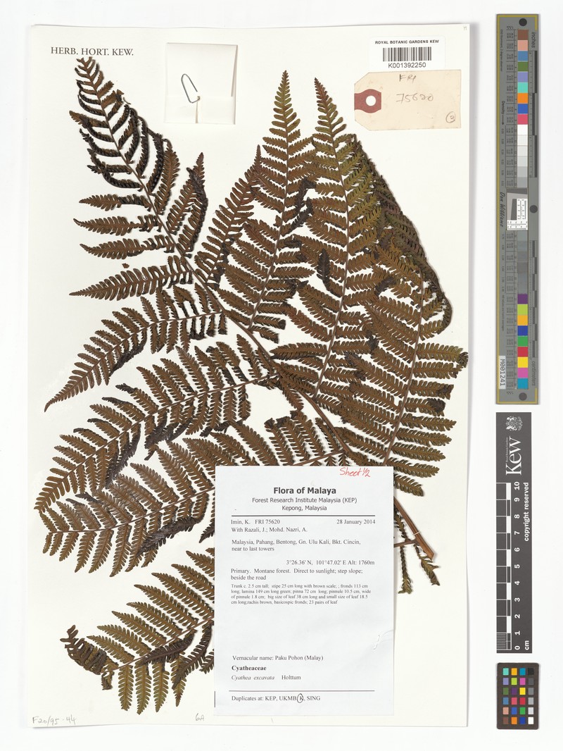 Alsophila excavata photo 3