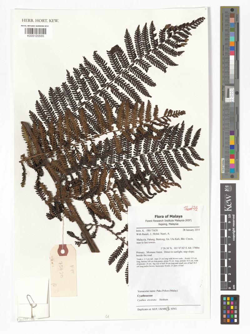 Alsophila excavata photo 4
