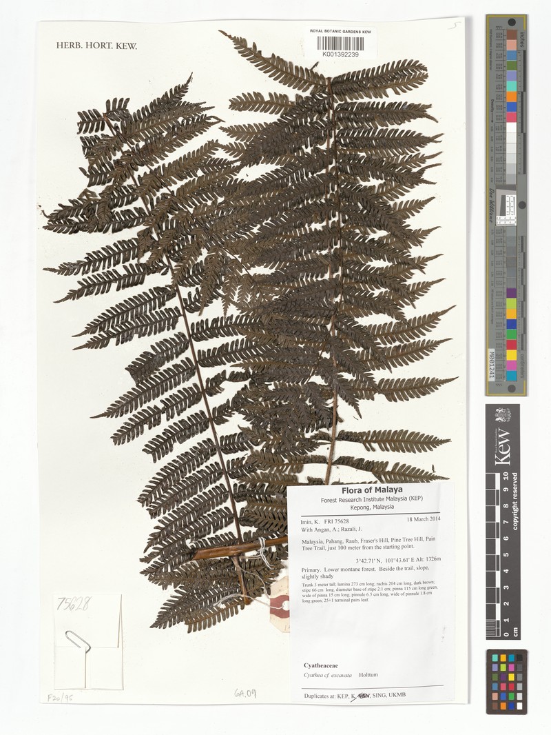 Alsophila excavata photo 6