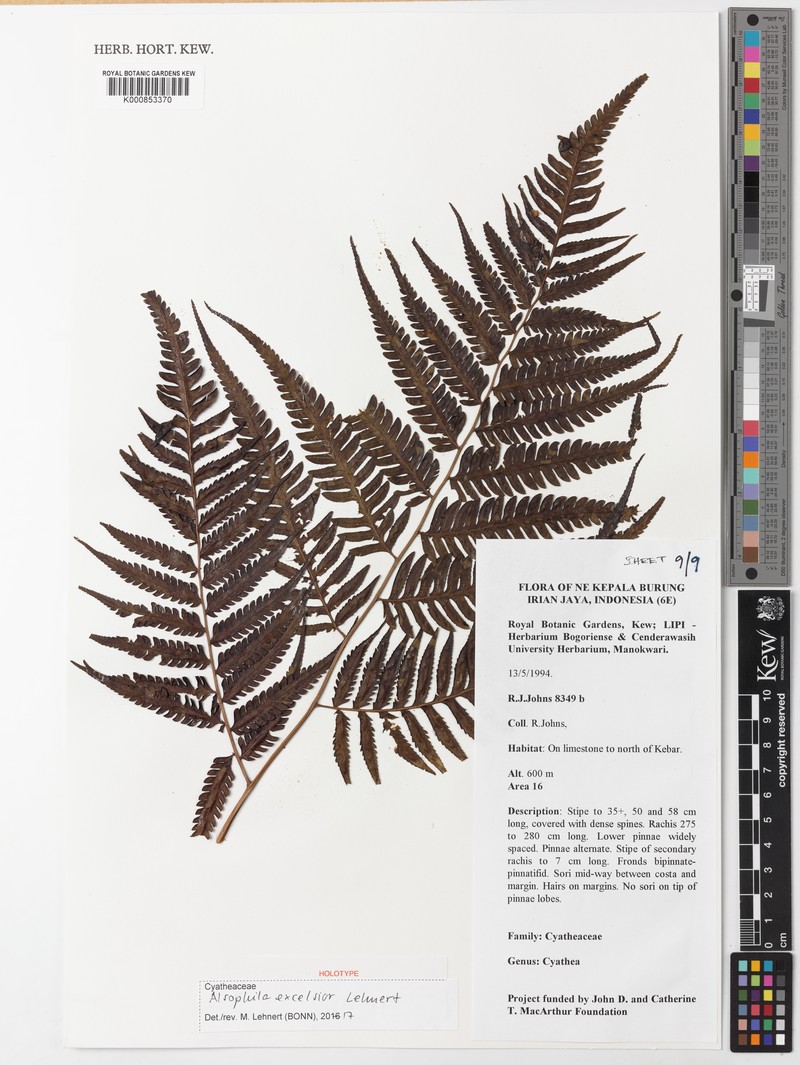 Alsophila excelsior photo 2