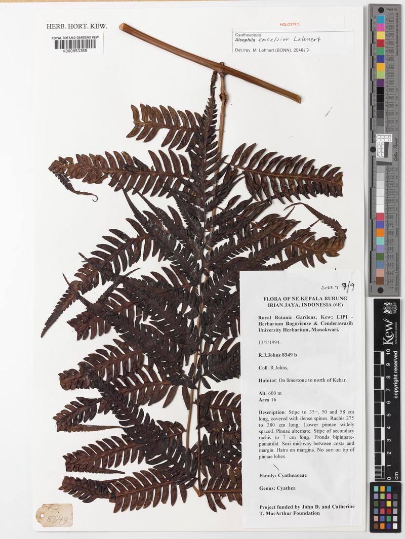 Alsophila excelsior photo 3