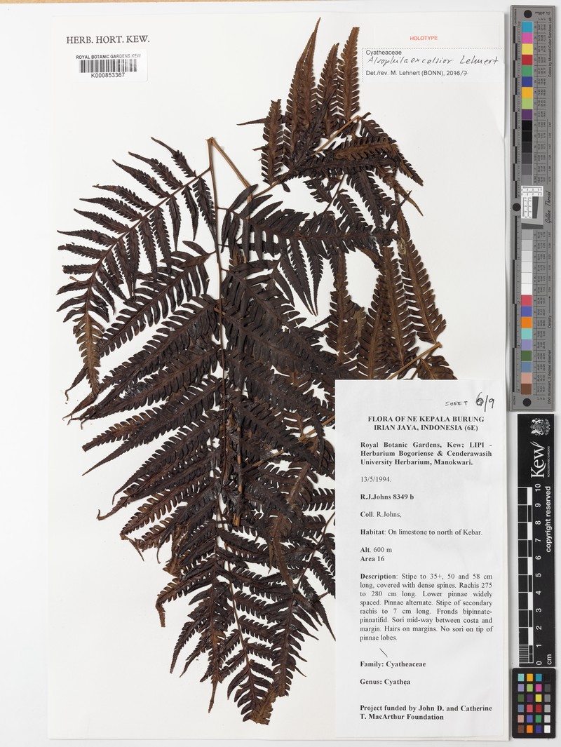 Alsophila excelsior photo 4