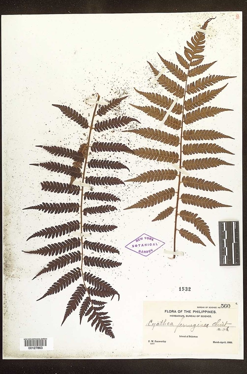 Alsophila ferruginea