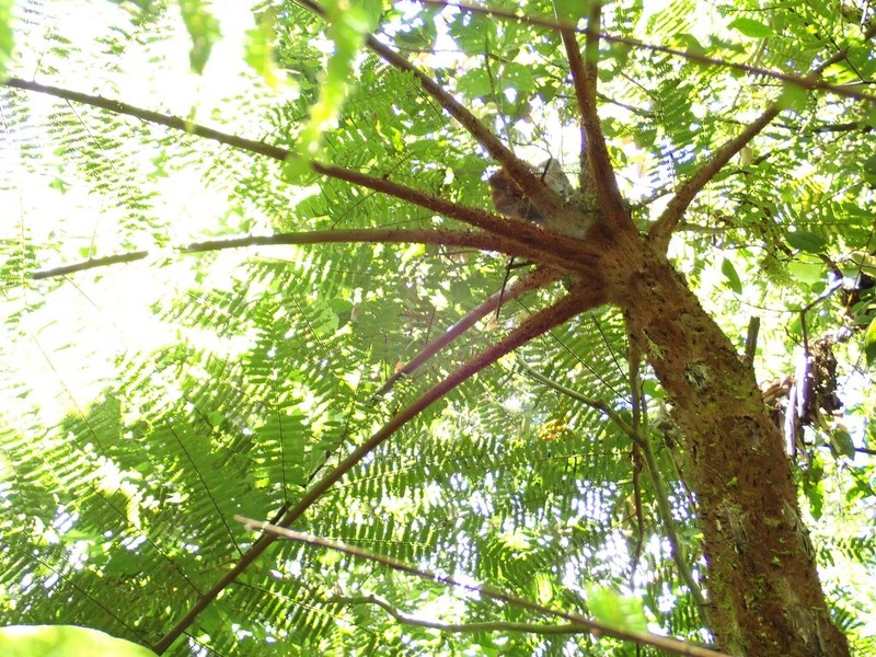 Alsophila firma photo 3