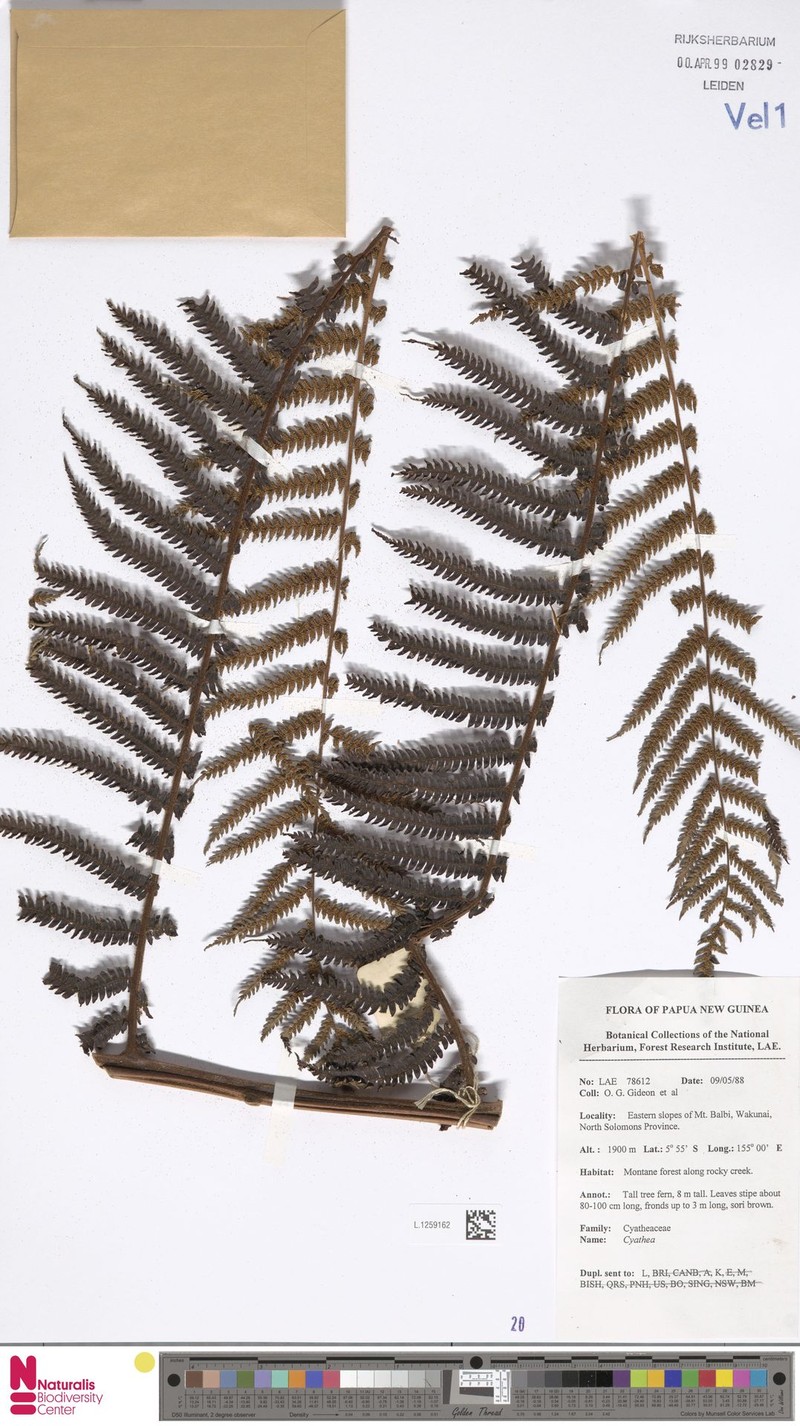 Alsophila foersteri