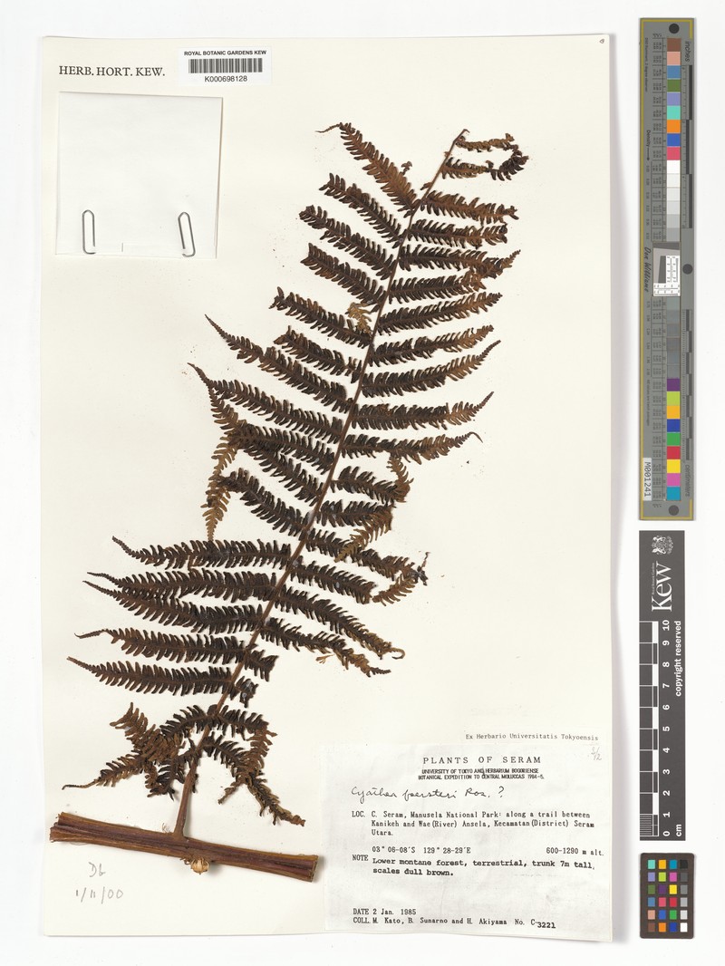 Alsophila foersteri photo 4