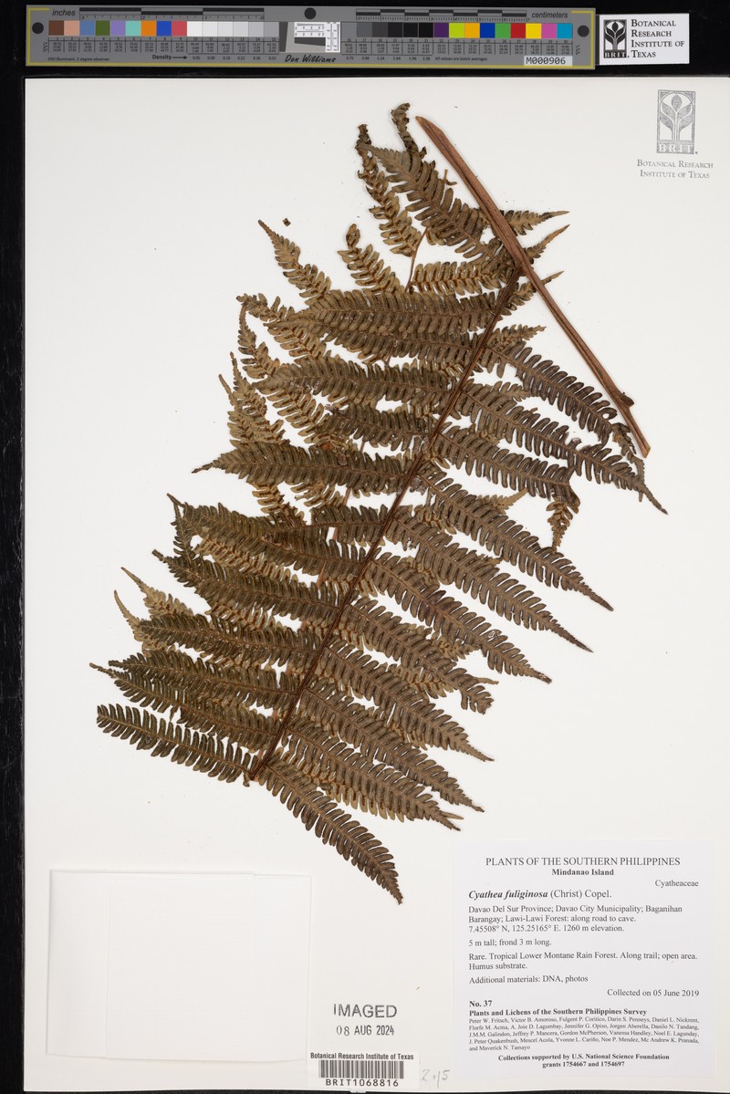 Alsophila fuliginosa photo 2