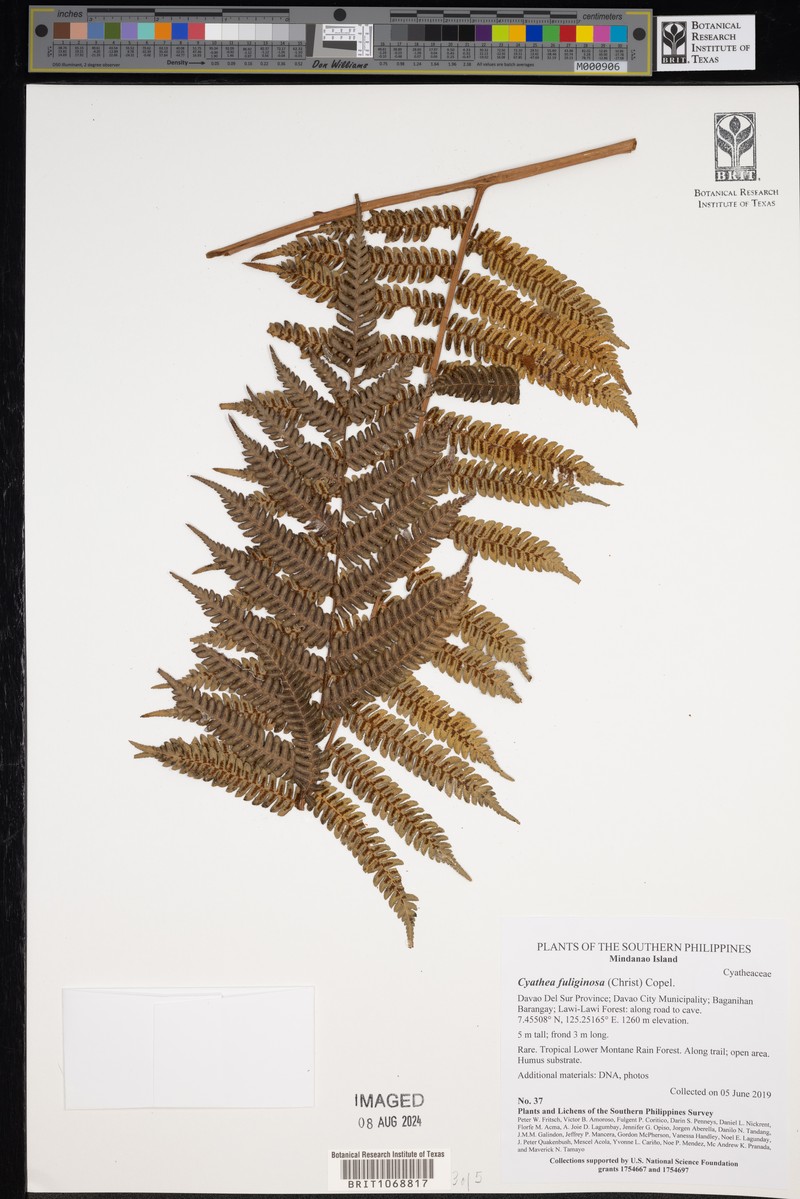 Alsophila fuliginosa photo 5