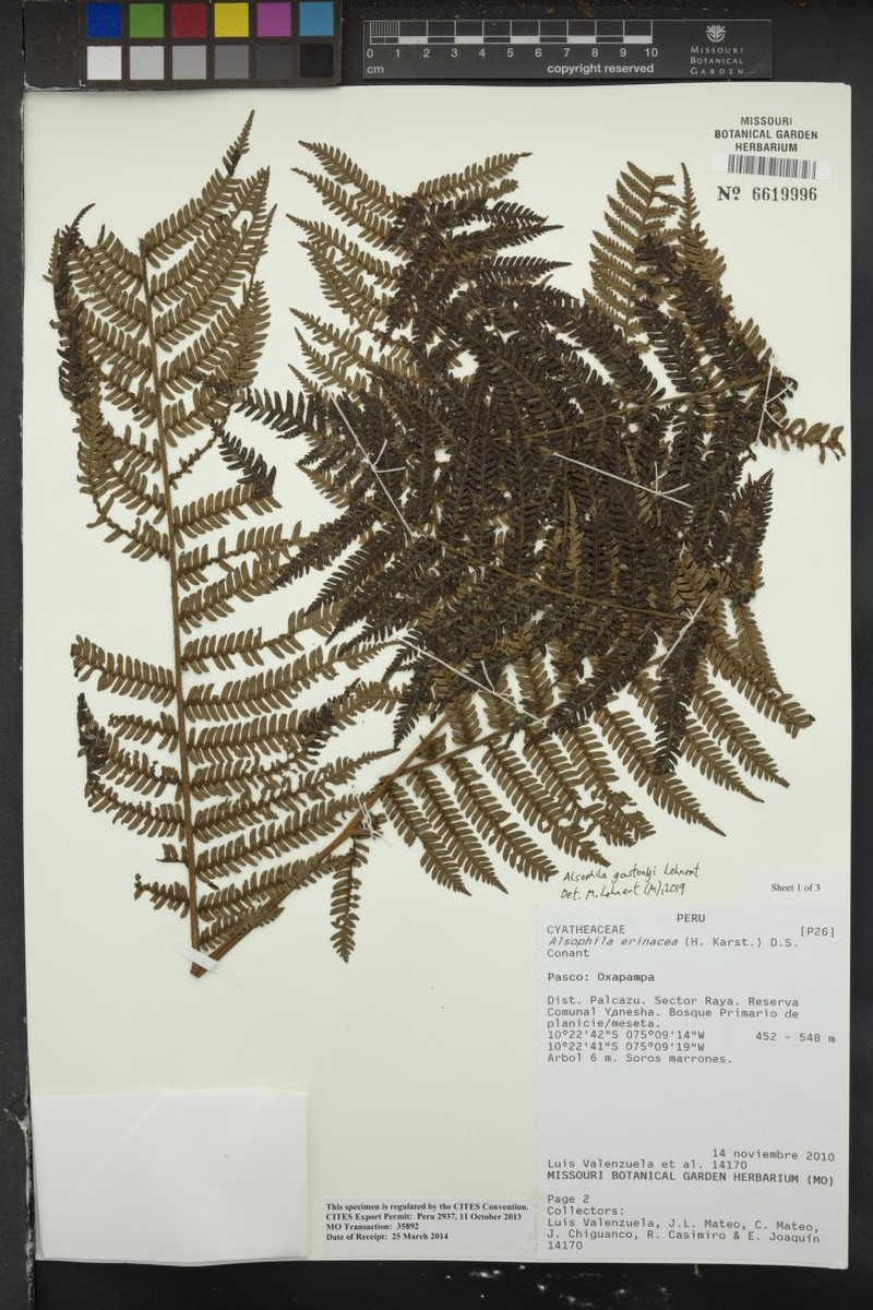 Alsophila gastonyi