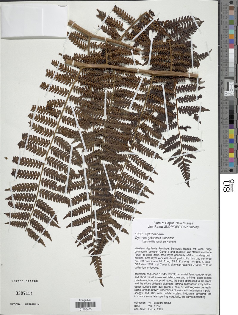 Alsophila geluensis